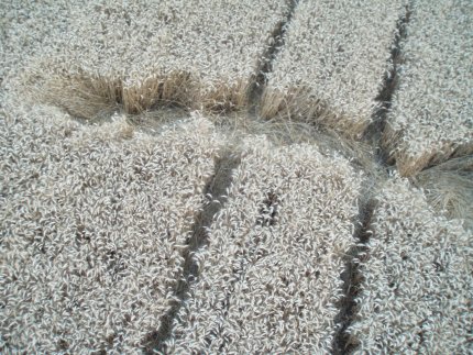 Fabbrico (RE), Italy crop circle, aerial photo 25