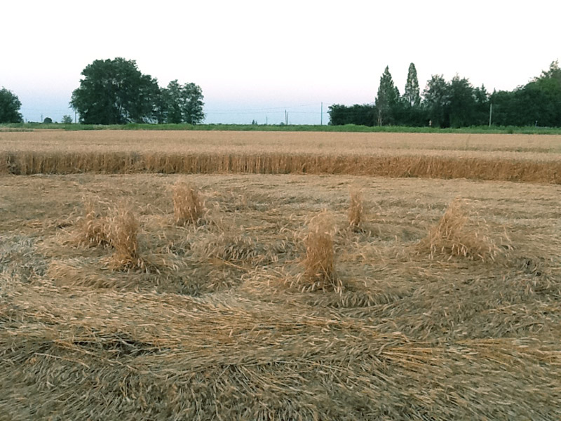 Fabbrico (RE), Italy crop circle, aerial photo 9
