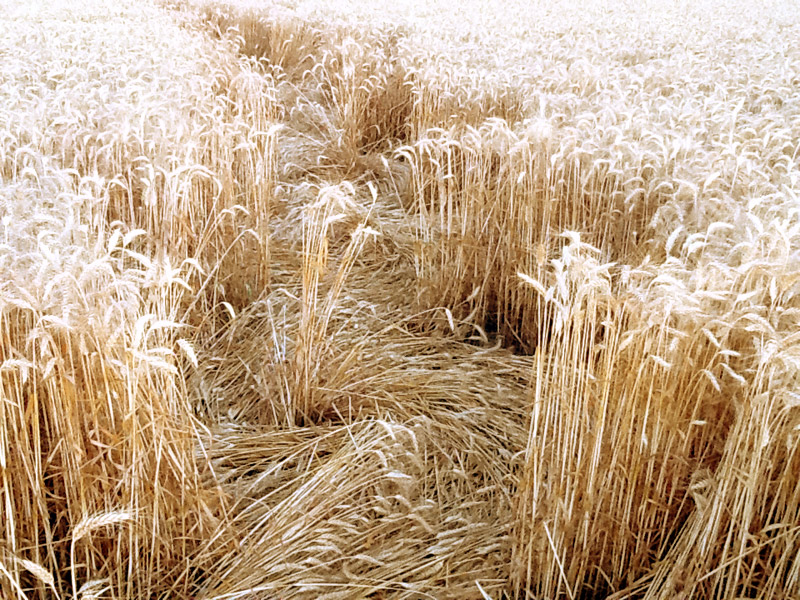 Fabbrico (RE), Italy crop circle, aerial photo 10