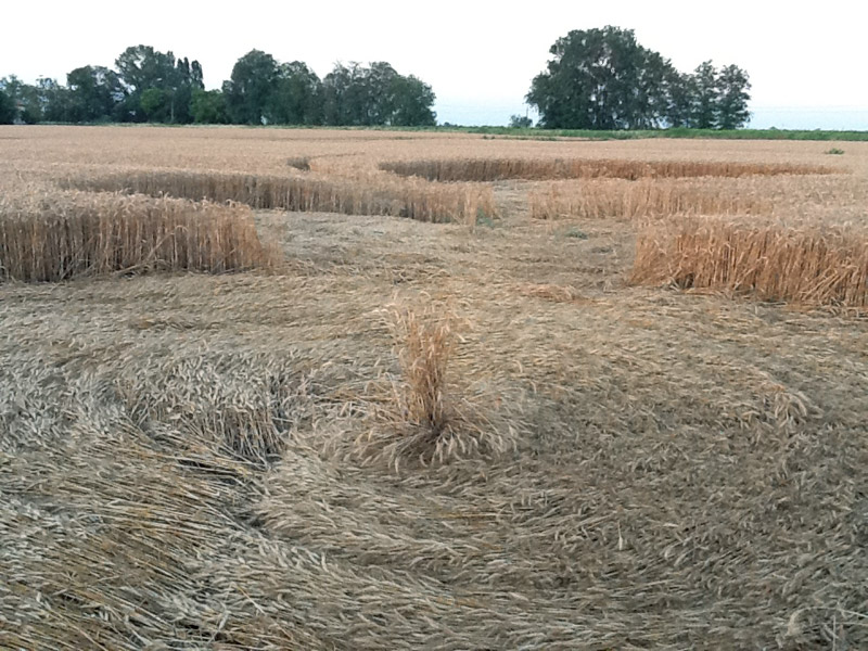 Fabbrico (RE), Italy crop circle, aerial photo 7