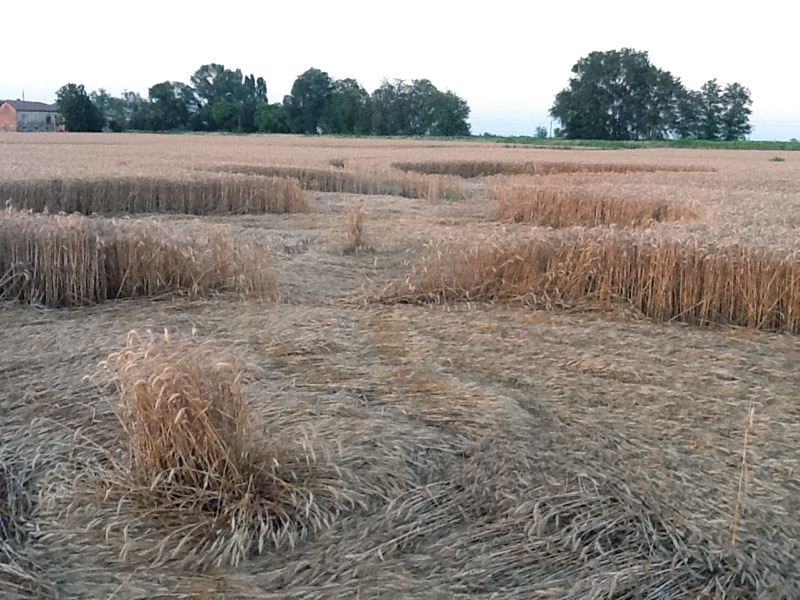 Fabbrico (RE), Italy crop circle, aerial photo 6