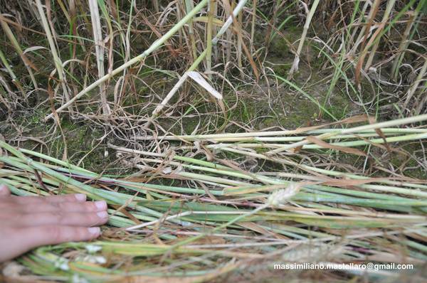 Santena, Italy crop circle, aerial photo 29