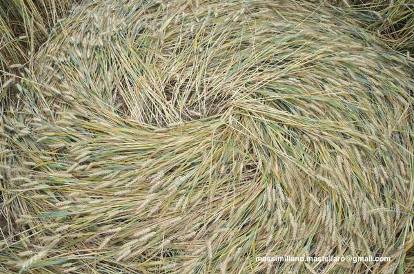 Santena, Italy crop circle, aerial photo 25
