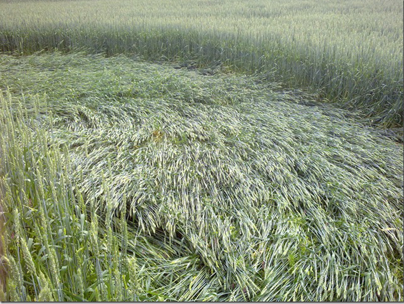 Tuftevegen, Norway crop circle, aerial photo 4