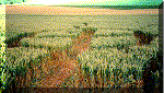3.gif (59709 bytes)