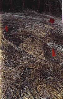 Etna Troy township, USA crop circle, aerial photo 4