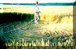4.gif (54902 bytes)