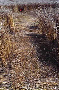 Etna Troy township, USA crop circle, aerial photo 3