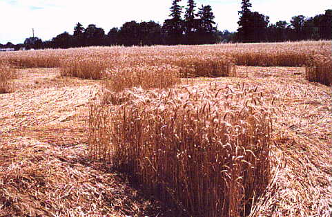 Chehailis, USA crop circle, aerial photo 3