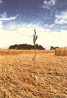 Chehailis, USA crop circle, aerial photo 2