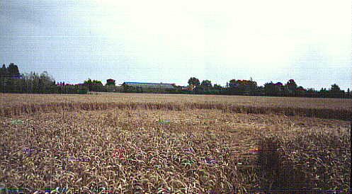 Renesse, Netherlands crop circle, aerial photo 2