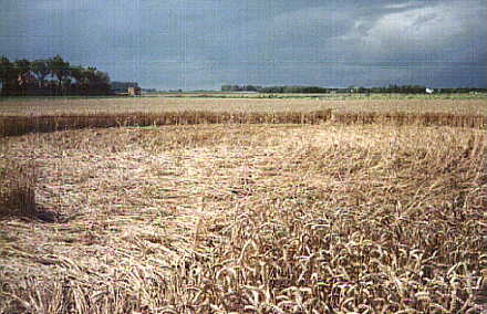Renesse, Netherlands crop circle, aerial photo 3