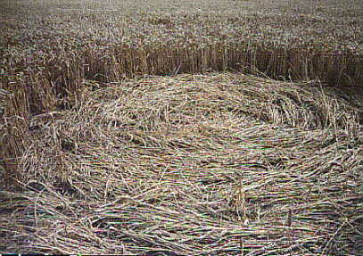 Renesse, Netherlands crop circle, aerial photo 4