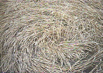 Renesse, Netherlands crop circle, aerial photo 5