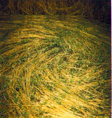 Wausau, USA crop circle, aerial photo 2