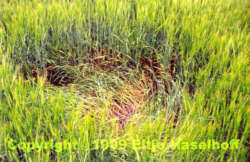 Hoeven (1), Netherlands crop circle, aerial photo 2