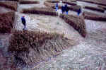 A formation @ Silbury Hill, Wiltshire crop circle, aerial photo 2