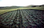 A formation @ Alton Barnes, Wiltshire crop circle, aerial photo 3