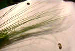 Priors, Wiltshire crop circle, aerial photo 14