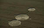 img0051.jpg (66582 bytes)